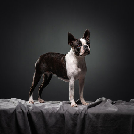 Black and white Boston Terrier stand on a gray cloth with a dark background. Dog in studio. Portrait of clever petの写真素材