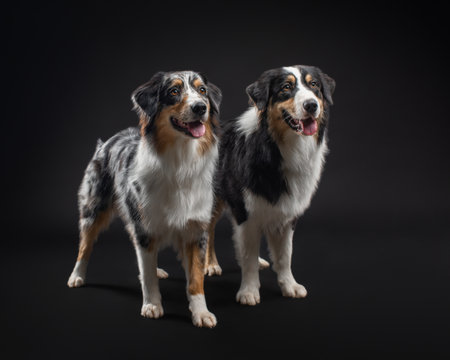 Two happy Australian Shepherds stand together on black background. Portrait of beautiful smiling dogs in the studio. Horizontal photo of Aussie tricolor and merle Aussieの写真素材