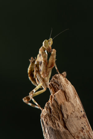 Nymph of Indian flower mantis sits on branch on dark green background. Shooting Mantis in studio. Close-up macro photography of predatory insect. High quality vertical photo of Creobroter pictipennisの写真素材