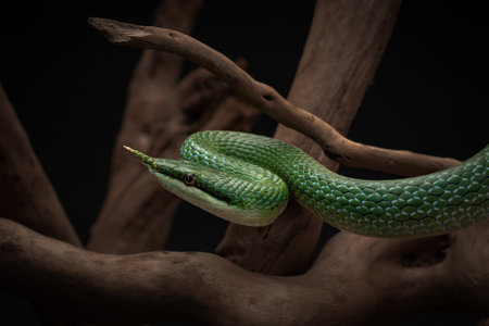 Rhinoceros ratsnake beautifully curved neck. Tropical green non-venomous snake among the branches. Studio shot of exotic pet on black background. High quality horizontal photo of Gonyosoma boulengeriの写真素材