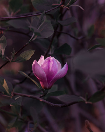 Magnolia flower among the dark foliage in the sunset light close up. Light purple magnolia flowers in early spring. High quality vertical photoの写真素材