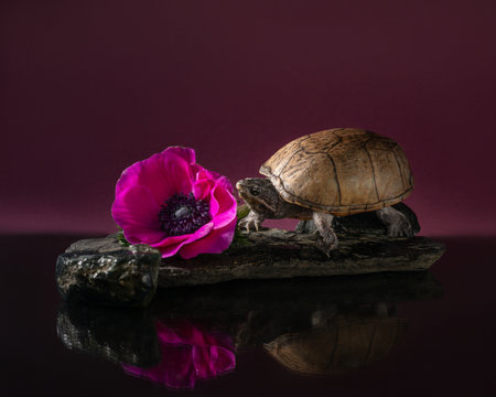 Eastern musk turtle with a purple Anemone on stone in the studio. Stinkpot turtle with a reflection on a dark purple background. High quality photo of Sternotherus odoratus on glassの写真素材