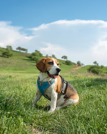 A beagle in a blue harness sits with his tongue out on green grass. Hiking with a dog. Photo of a pet in the mountains on a sunny day. Sports tourism with a dogの写真素材