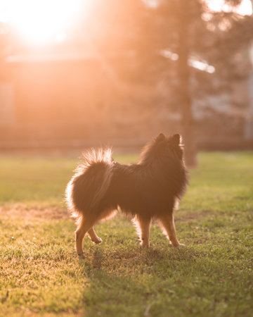 Cute little black with red spitz walking in the rays of the setting sun. Evening walk with a decorative dog. Sunlight photography of a pet in the city park. Vertical photoの写真素材
