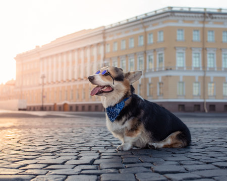 Tricolor Welsh Corgi Cardigan in sunglasses sits on the paving stones in the early morning in the center of St. Petersburg. Funny cheerful dog wearing blue sunglasses and bandana. Pet portraitの写真素材