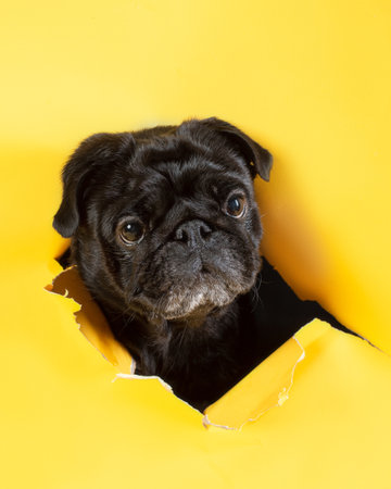 The head of a black pug peeks out of a hole in a yellow paper background. Unusual portrait of a pet in the studio on a yellow background. The dog tore the paper background. High quality vertical photoの写真素材