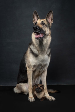 An East European Shepherd and a Siamese cat sit together on a black floor in a studio. Portrait of blue eyed cat and dog together. Pets in the studio on dark background. Vertical photo of VEO and catの写真素材
