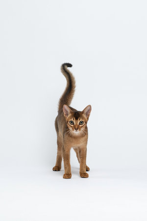 Abyssinian kitten stands on a white background with its tail up and looks at the camera. Little Abyssinian cat in the studio. Portrait of purebred cat on white background. High quality vertical photoの写真素材