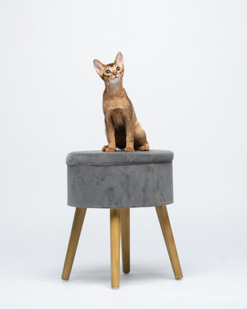 Abyssinian cat sits on a gray plush chair looks up with curiosity. Portrait of a funny red kitten in the studio. Pet on a white background. High quality vertical photoの写真素材