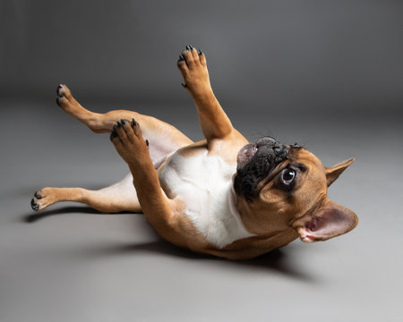 Red French bulldog with a black muzzle and a white chest lies on its back with its paws up on a gray background. Purebred dog in the studio on a gray background. Portrait of a funny playful pet.の写真素材