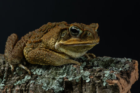 Marine toad close up. Rhinella marina sits on a piece of bark covered with moss and lichen. Giant...