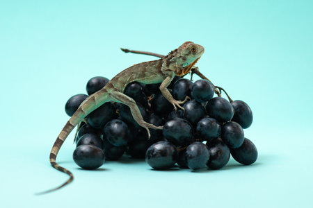 Baby blue and red iguana sits on bananas. American iguana on colorful background. Portrait of a baby reptile on fruits in the studio. Beautiful exotic pet. High quality horizontal photoの写真素材