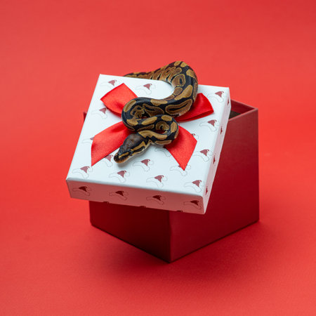 Brown ball python crawls on box's lid. Snake wrapped on the white lid of the box with a red bow on...