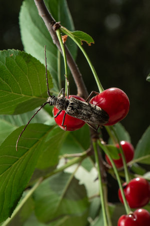 Longhorn beetle on red cherry berry. Insect in garden on dark background. Pests in the garden. High...