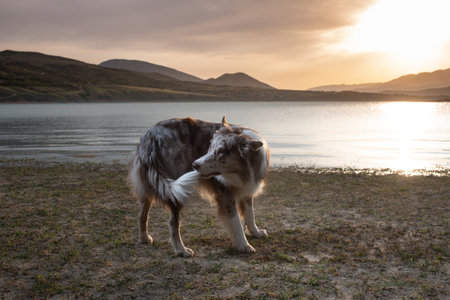 Merle Border Collie catches his own tail. A beautiful fluffy dog performs a trick while standing on the shore of the lake. Portrait of a pet Against the backdrop of a lake and mountains at sunset.の写真素材
