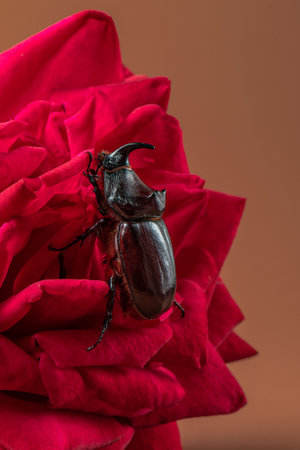 Male rhinoceros beetle on red rose on a brown background, profile view. Macro photography of large brown beetle on red petals. Beautiful insect on flower close-up. Vertical photo of Oryctes nasicornisの写真素材