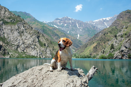 Happy beagle sitting on large rock. Hiking with a dog. Photo of a smiling pet in the mountains on a sunny day. Sports tourism with a dog.の写真素材