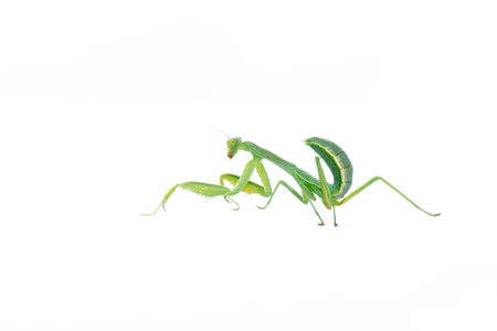 Green praying mantis nymph crawls sideways. Macro shot of insect in the studio. Mantis isolated on...