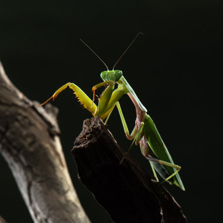 Giant green tree mantis Hierodula tenuidentata cleaning itself after eating. Predatory insect in the...