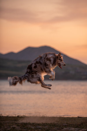 Merle Border Collie jumping, side view. Beautiful fluffy dog doing trick on shore of lake. Portrait...