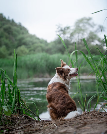Dog turned her head back, poertrait at lake shore. Cheerful border sitting near water. High quality vertical photoの写真素材