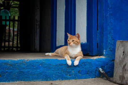 A Cat Sitting at the Entrance to the Blue Door
