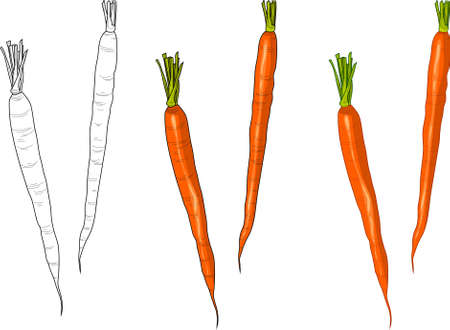 Realistic carrot template set. Retro vintage inspired cartoon vector illustartion in color and black and white for games. Print for fabrics, wallpapers and other surfaces. Coloring paper, page, bookのイラスト素材