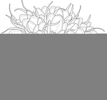 Realistic crocus flower bouquet with leafs sketch template. Cartoon vector illustration in black and white for games, background, pattern, decor. Print for fabrics. Coloring paper, page, story bookのイラスト素材