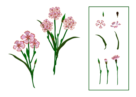Vector illustration of two carnations with separate floral elements. Isolated on white background.のイラスト素材