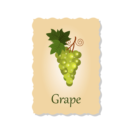 Vector illustration of greeting card with grapeのイラスト素材