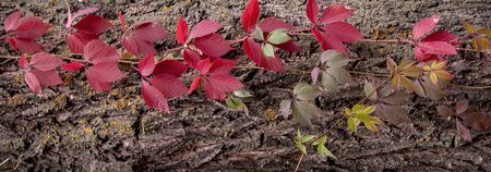 Red leaves of wild grapes on a tree bark.の写真素材