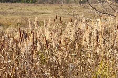 Tall yellow autumn grass on a field close-up. Brown reedsの写真素材