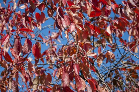 Red autumn leaves of a tree on a background of blue skyの写真素材