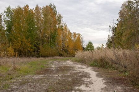 Road in a field among tall yellow grass and yellow treesの写真素材