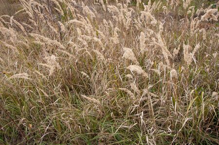 Tall yellow autumn grass on a field close-upの写真素材