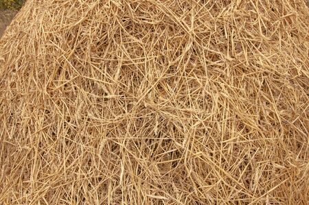 Hay background. Hay in the village closeup textureの写真素材