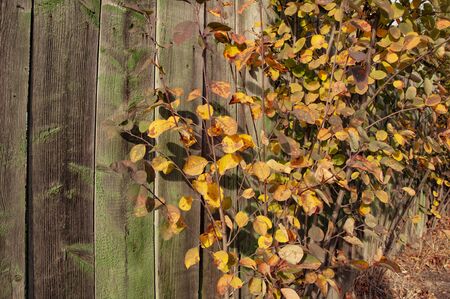 Yellow autumn bush on the background of an old wooden fenceの写真素材