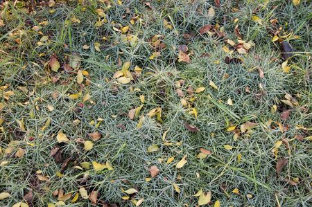 Autumn background green grass with yellow, brown, orange leavesの写真素材