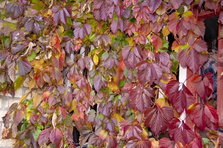 Red leaves of wild grape on a brick wallの写真素材