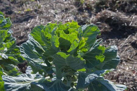 Cabbage growing on the fieldの写真素材