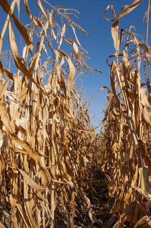 Dry corn against blue skyの写真素材