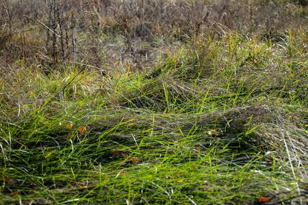 Tall green and dry grass on the groundの写真素材