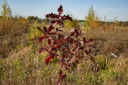Autumn red leaves of a young oakの写真素材