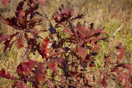 Autumn red leaves of a young oakの写真素材
