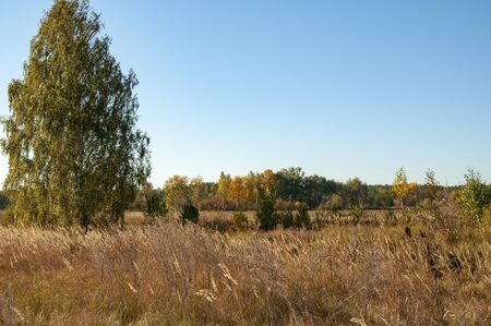 Village field with tall yellow grass and trees on the horizonの写真素材