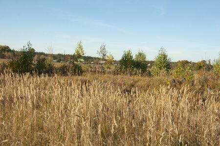Village field with tall yellow grass and trees on the horizonの写真素材