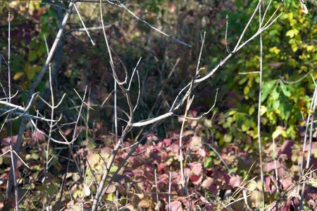 Autumn red blackberry leaves and branches of bushesの写真素材