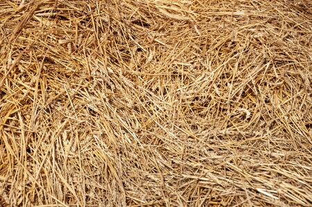 Hay background. Hay in the village closeup textureの写真素材