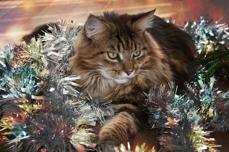 Beautiful brown Maine Coon cat near New Year's tinselの写真素材