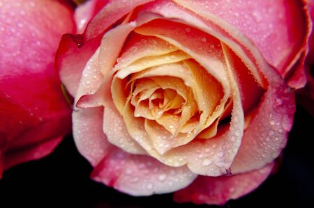 Beautiful rose close-up on a dark background.の写真素材